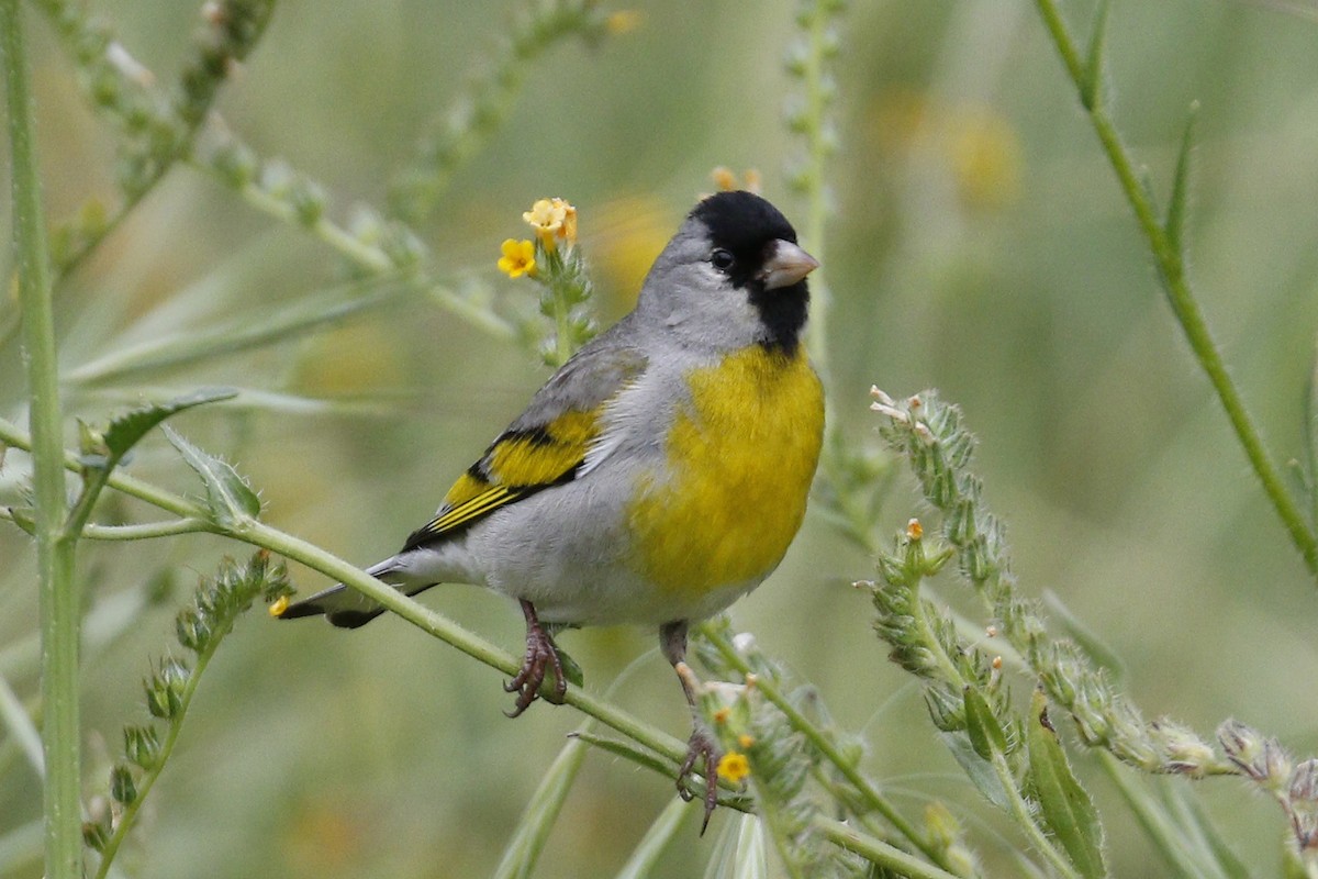 Lawrence's Goldfinch - Donna Pomeroy