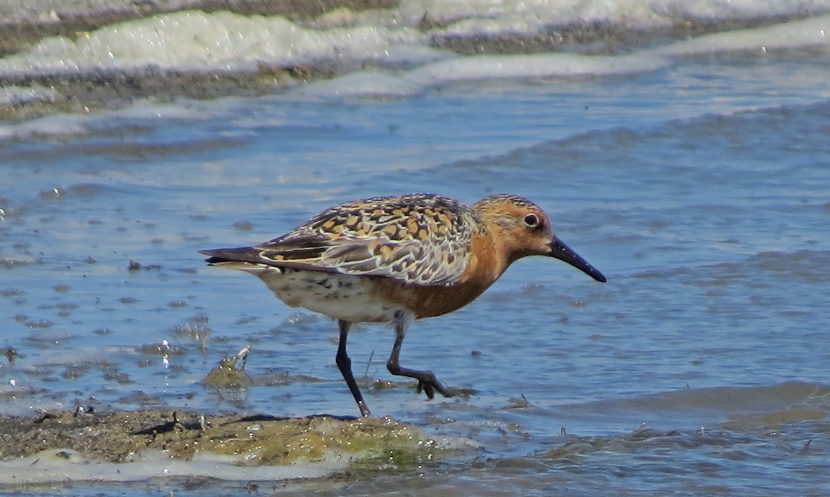 Red Knot - ML269560111