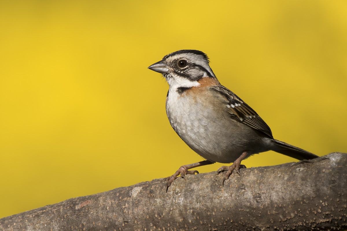 Rufous-collared Sparrow - ML269561191