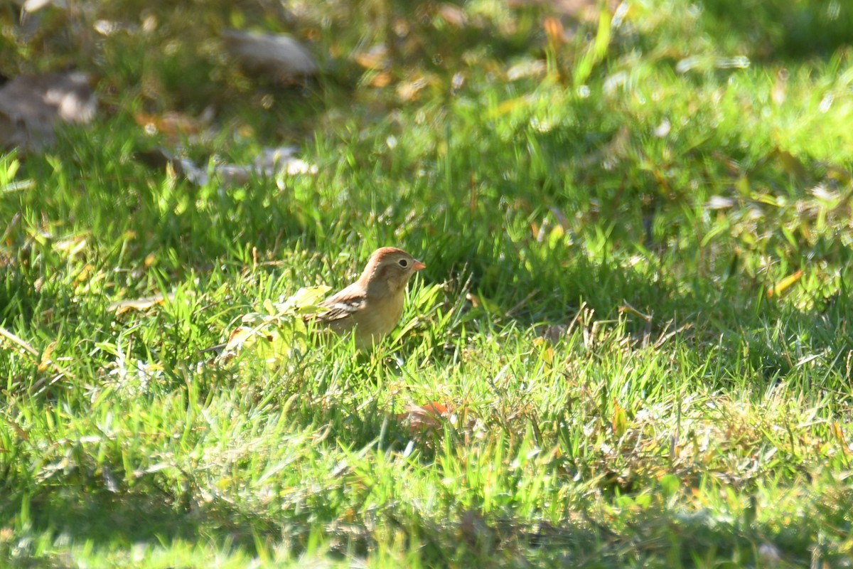 Field Sparrow - ML269562751