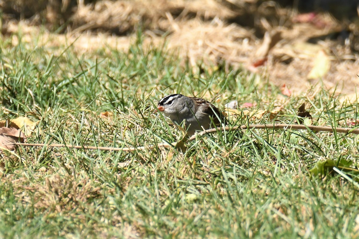 White-crowned Sparrow - ML269562941