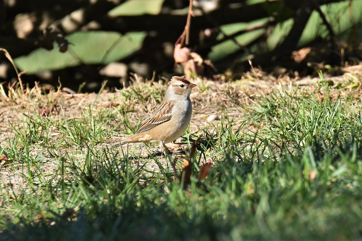 White-crowned Sparrow - ML269562951