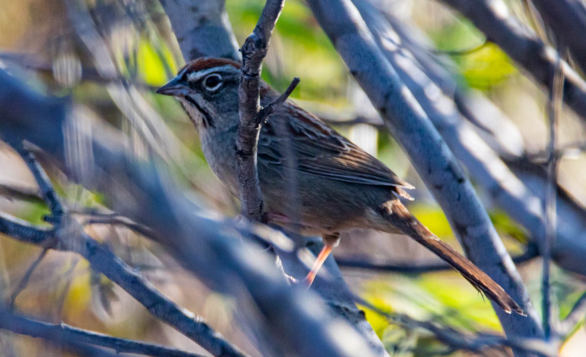 Rufous-crowned Sparrow - Steven Williams