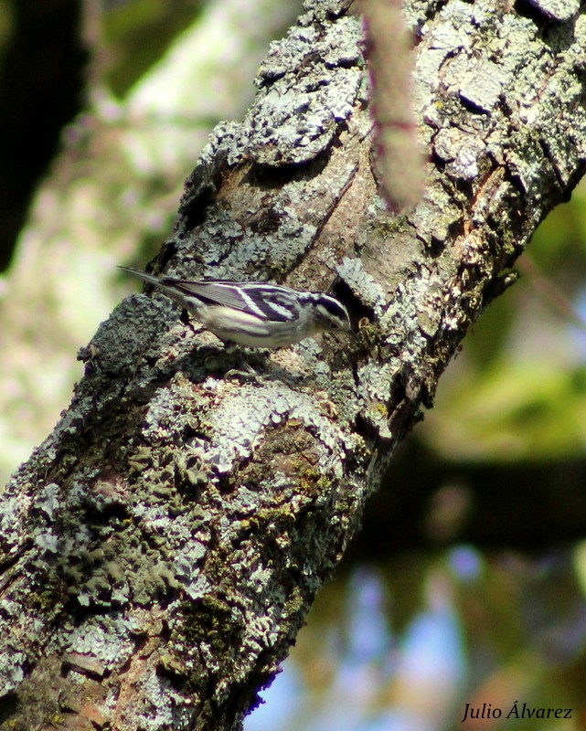 Black-and-white Warbler - ML26956461