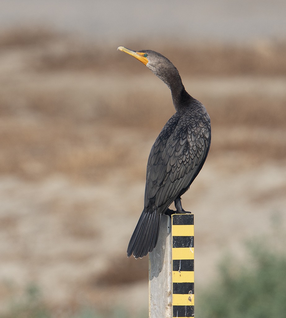 Double-crested Cormorant - Gary Woods