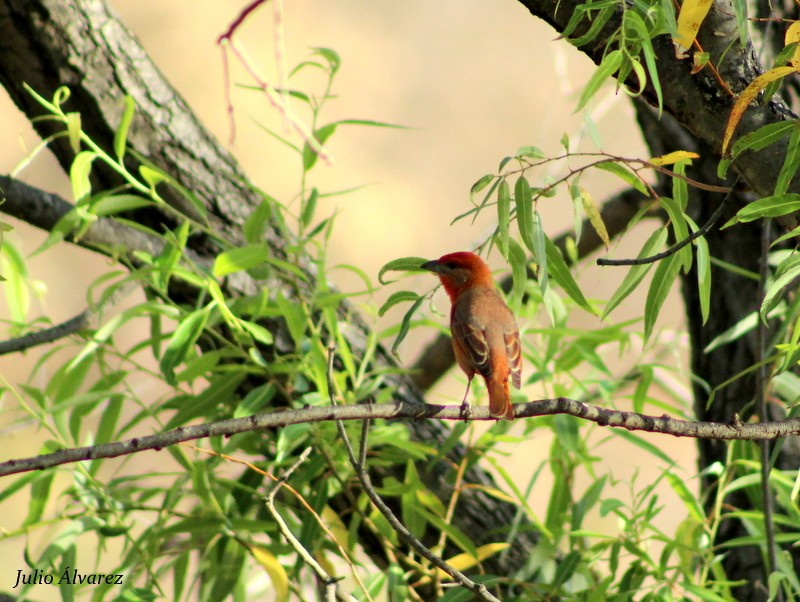 Hepatic Tanager - ML26956531