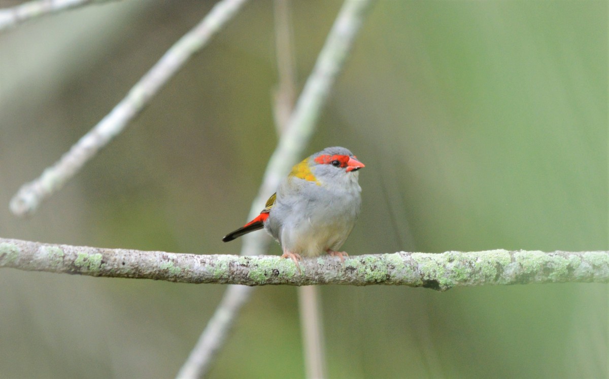 Red-browed Firetail - ML26956941