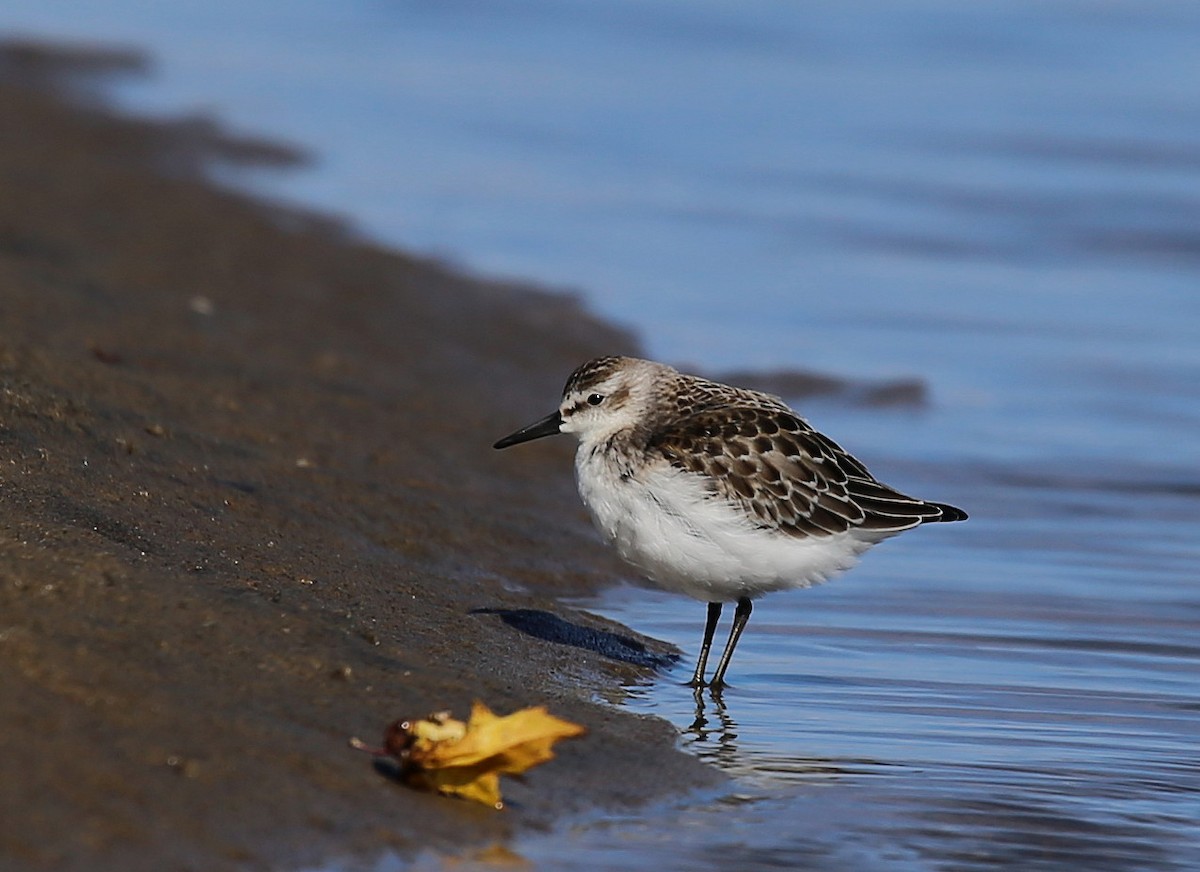 Semipalmated Sandpiper - Yves Dugré