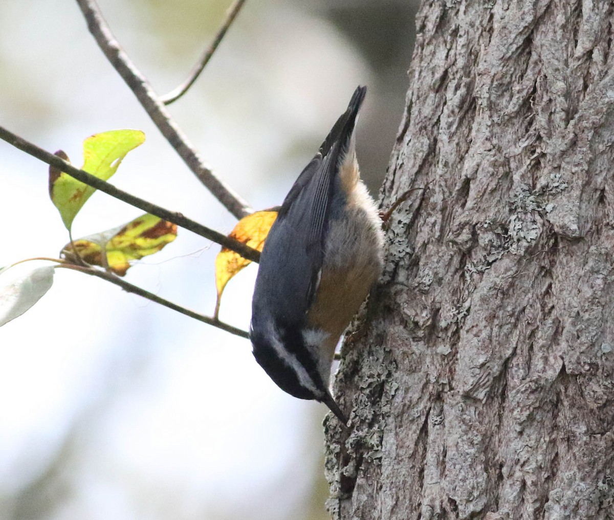 Red-breasted Nuthatch - Jason Rieger