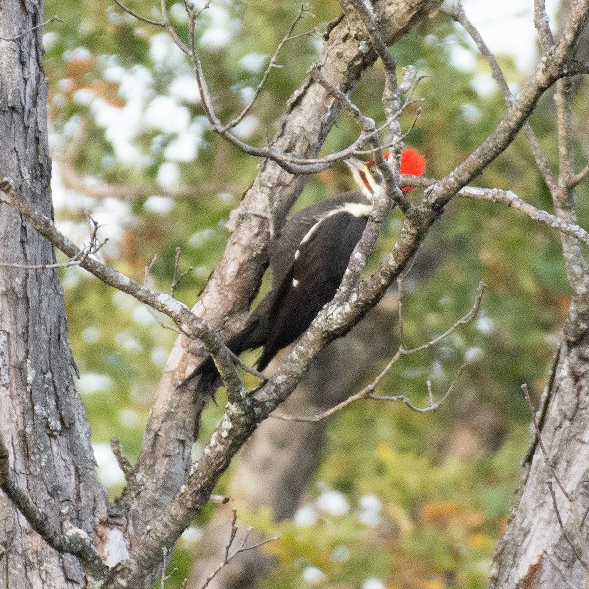 Pileated Woodpecker - ML269577391