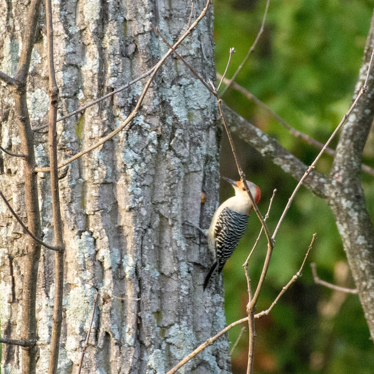 Red-bellied Woodpecker - ML269577511