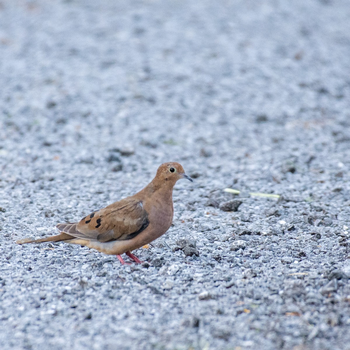 Mourning Dove - Murray Hunt