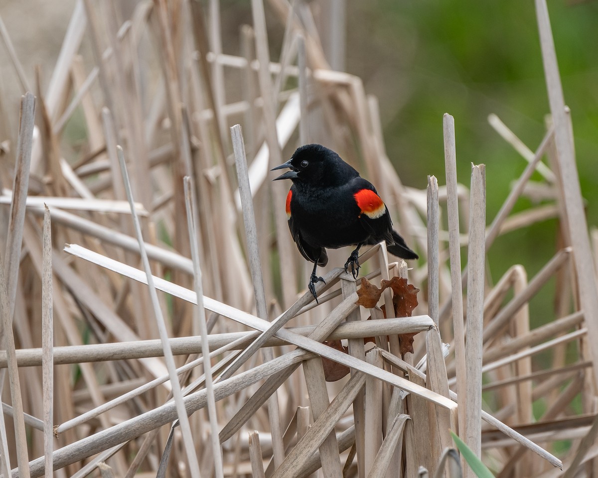 Red-winged Blackbird - ML269579871
