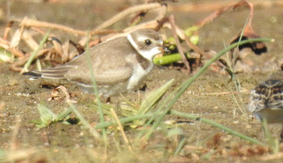 Semipalmated Plover - Mary  McMahon