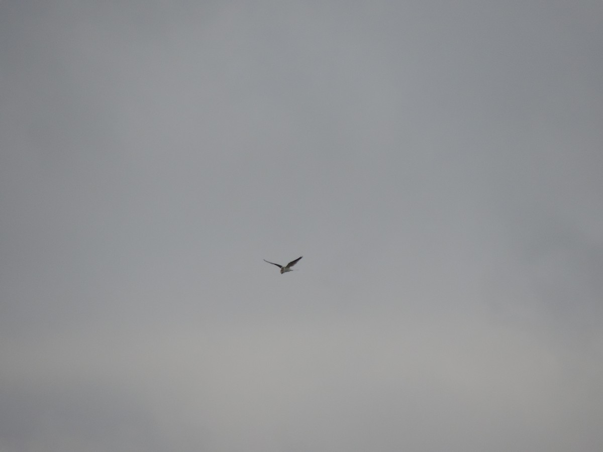 White-tailed Kite - Lucia Colombino