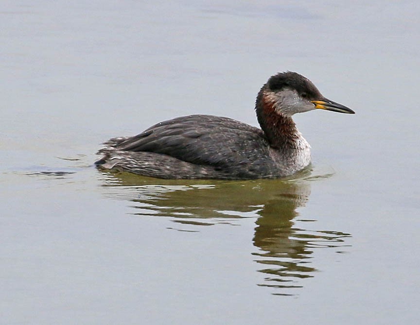 Red-necked Grebe - ML26959781