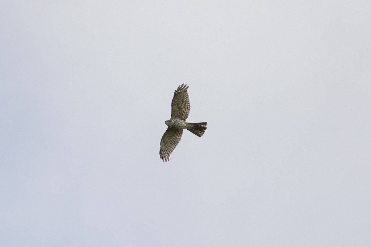 Collared Sparrowhawk - ML269599851