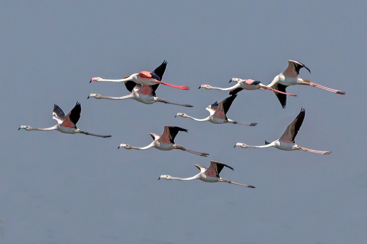 Greater Flamingo - Jaffar Hussain Mandhro
