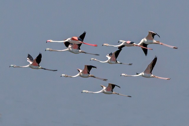 Second Basic Greater Flamingos, with Third Basic bird (top, second from right) and Definitive Basic bird (top left) - Greater Flamingo - 