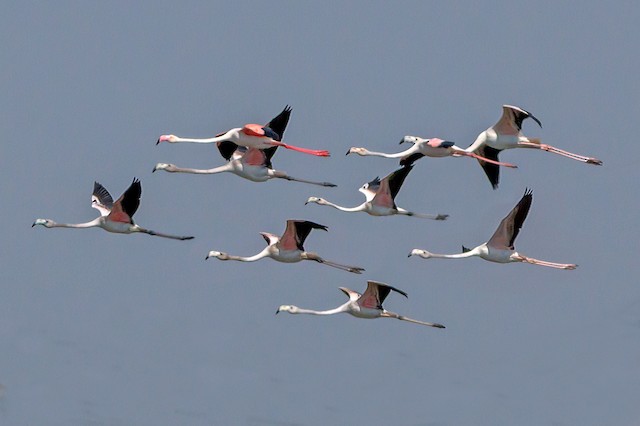 Photos - Greater Flamingo - Phoenicopterus roseus - Birds of the World