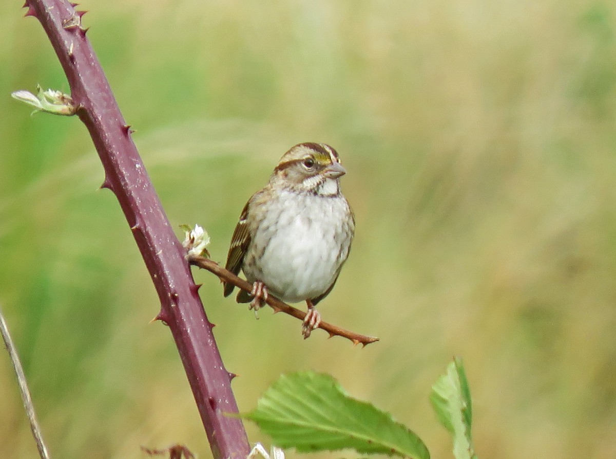 White-throated Sparrow - ML269602101