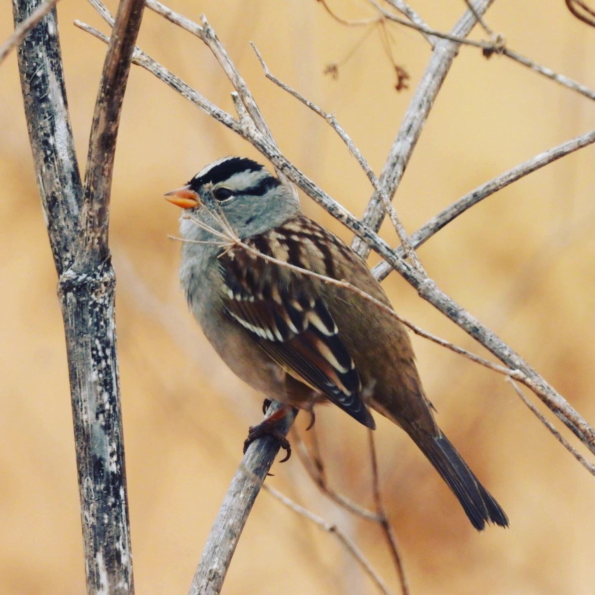 White-crowned Sparrow - ML269605581