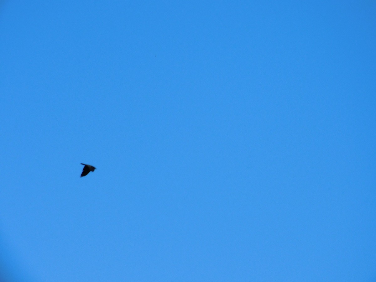 Corvus sp. (crow sp.) - ML269615871