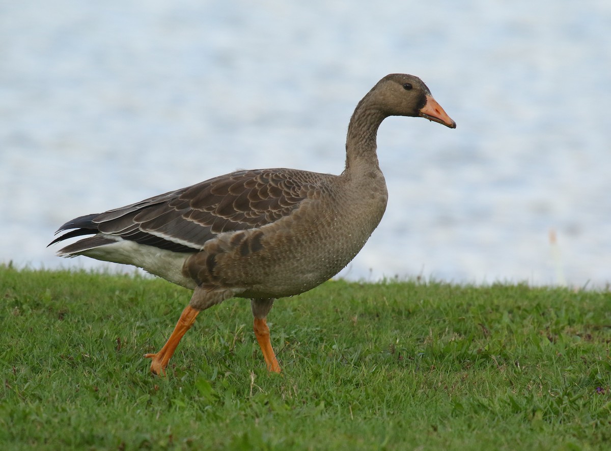 Greater White-fronted Goose - ML269623971