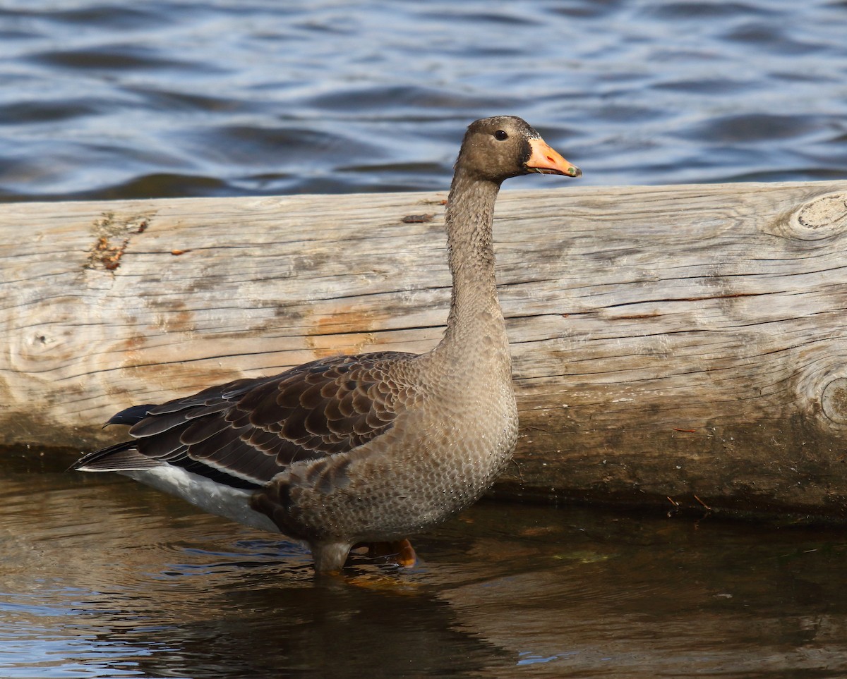 Greater White-fronted Goose - ML269623991