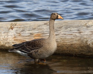 Greater White-fronted Goose, ML269623991