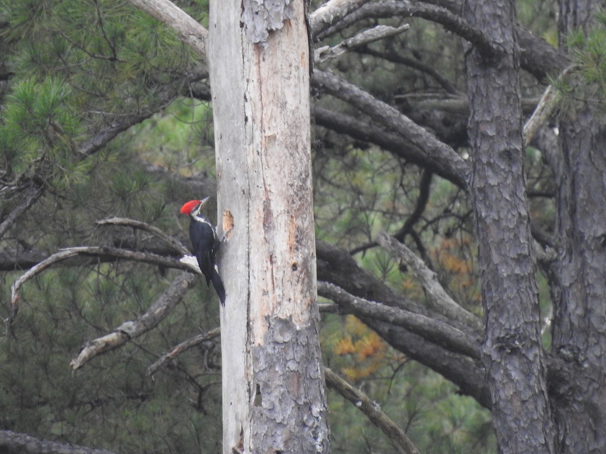 Pileated Woodpecker - ML269632291