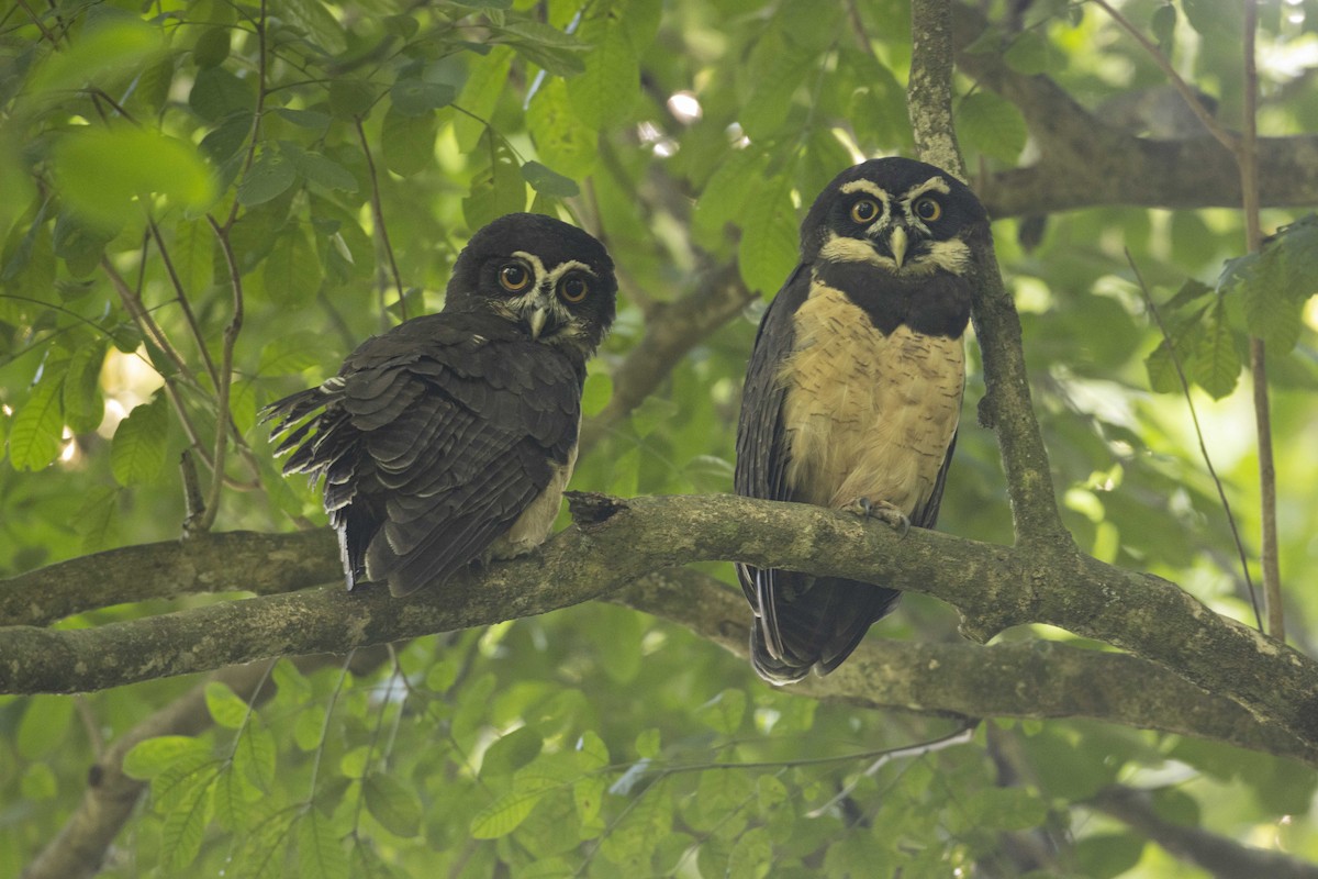 Spectacled Owl - ML269634811