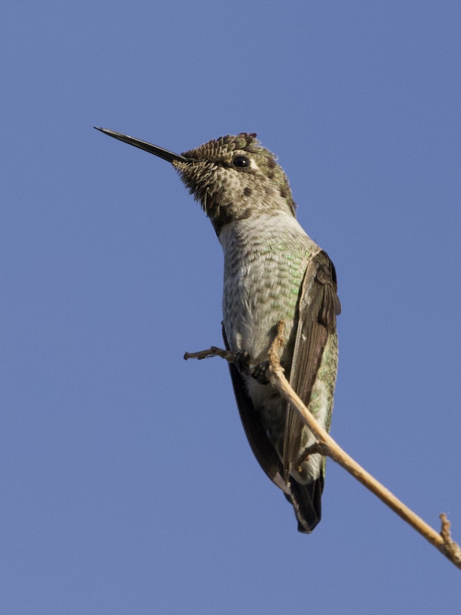 Anna's Hummingbird - ML269641261