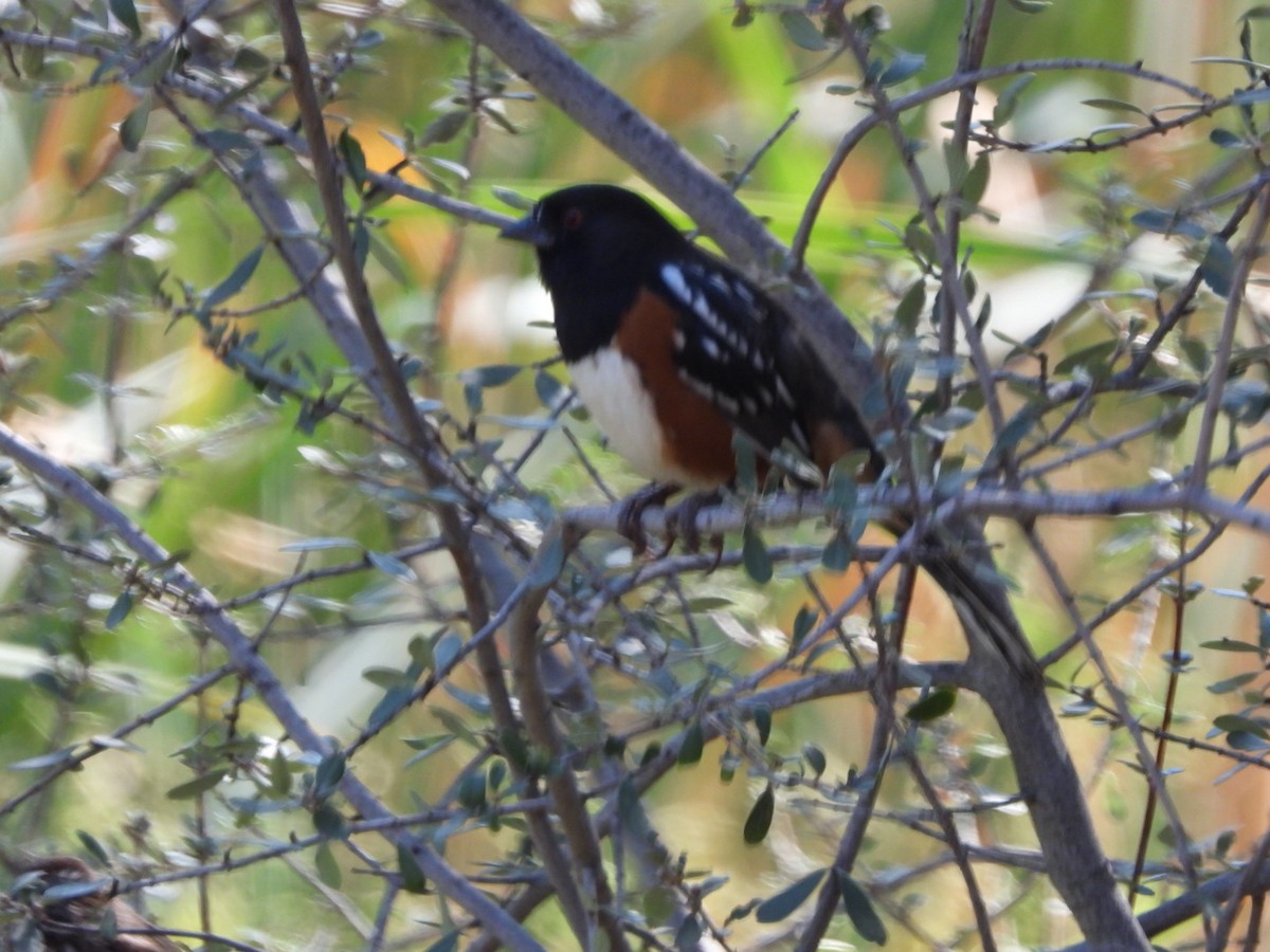 Spotted Towhee - ML269643531