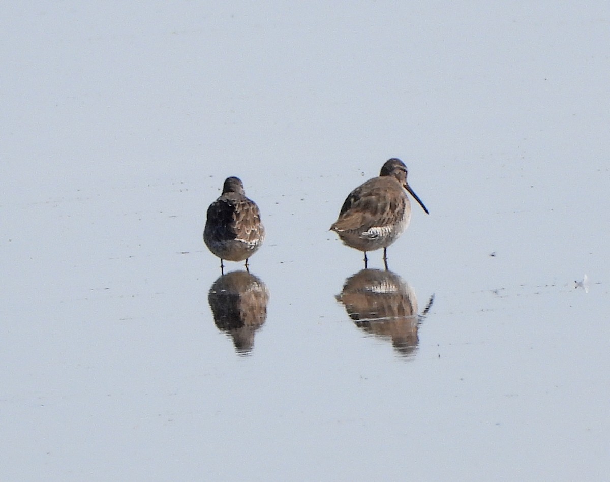 Long-billed Dowitcher - ML269644021