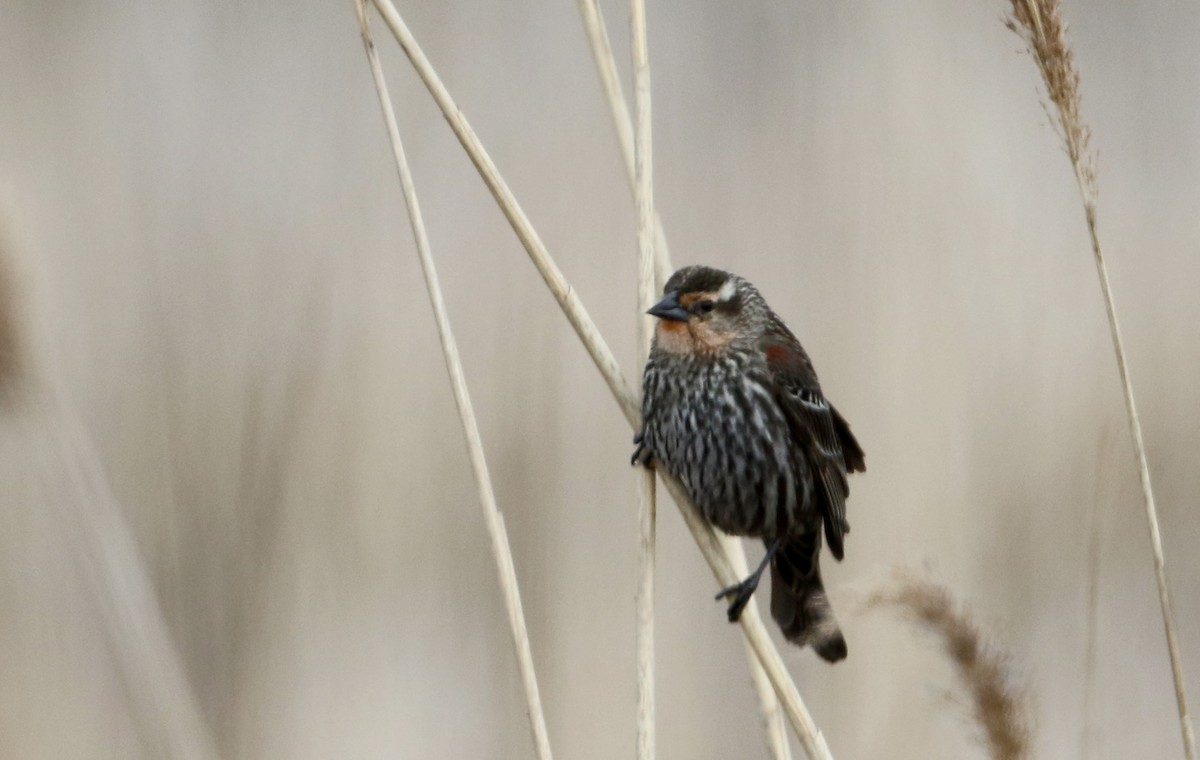 Red-winged Blackbird (Red-winged) - ML26964461