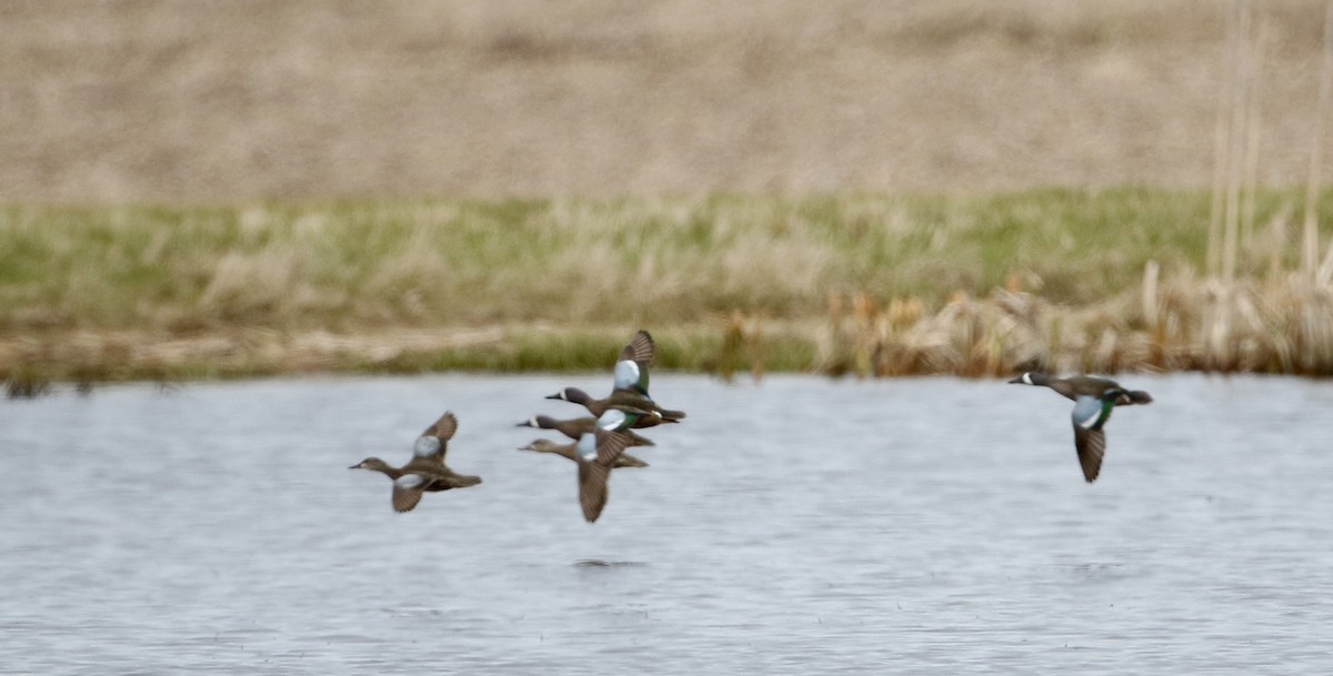 Blue-winged Teal - ML26964551