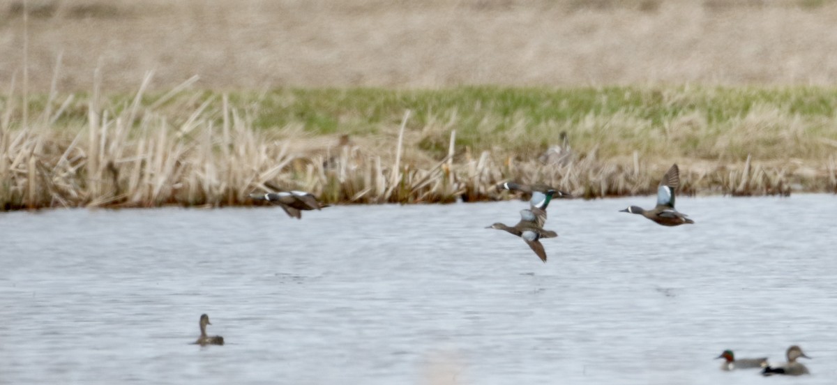 Blue-winged Teal - ML26964561