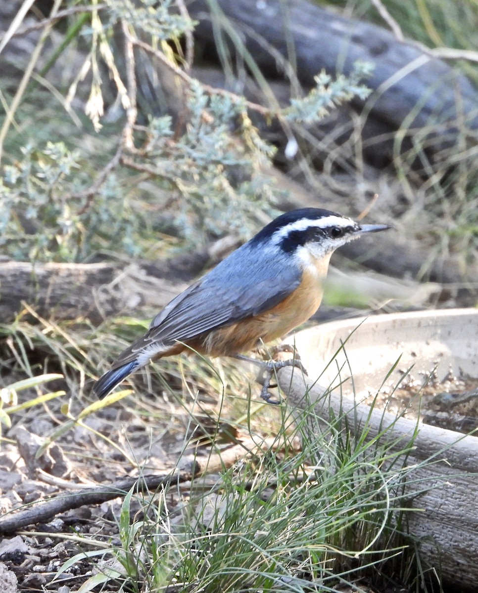 Red-breasted Nuthatch - ML269646131