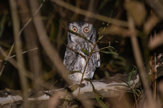 Eastern Screech-Owl