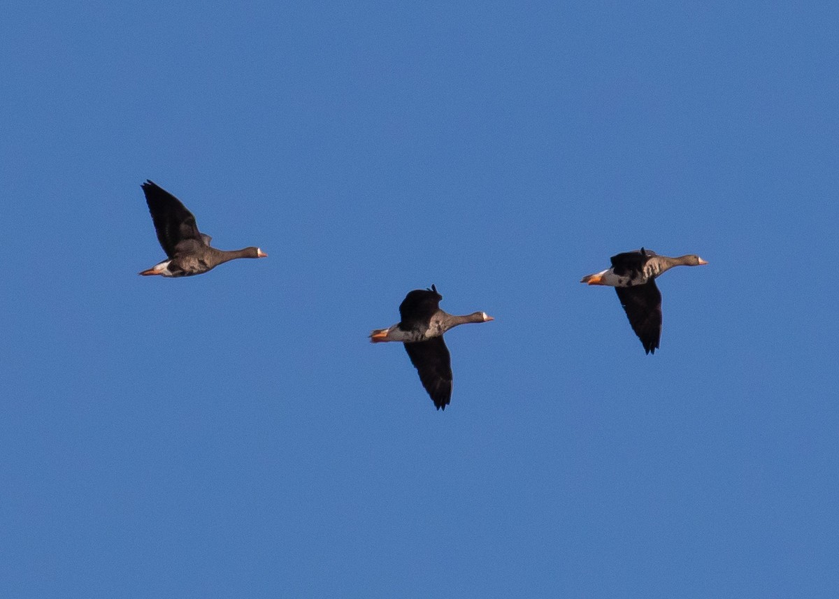 Greater White-fronted Goose - ML269649141