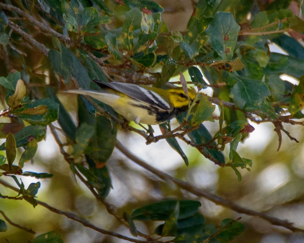 Black-throated Green Warbler - Wally Jones