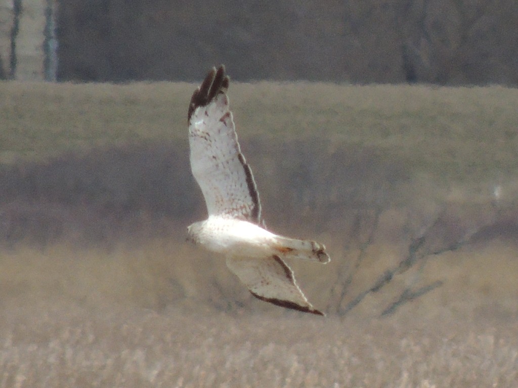 Northern Harrier - Melody Walsh