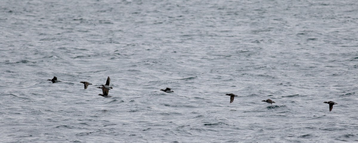Long-tailed Duck - ML26965731