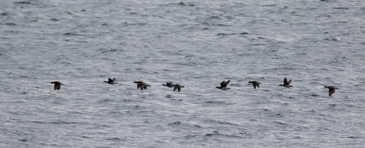 Long-tailed Duck - ML26965771