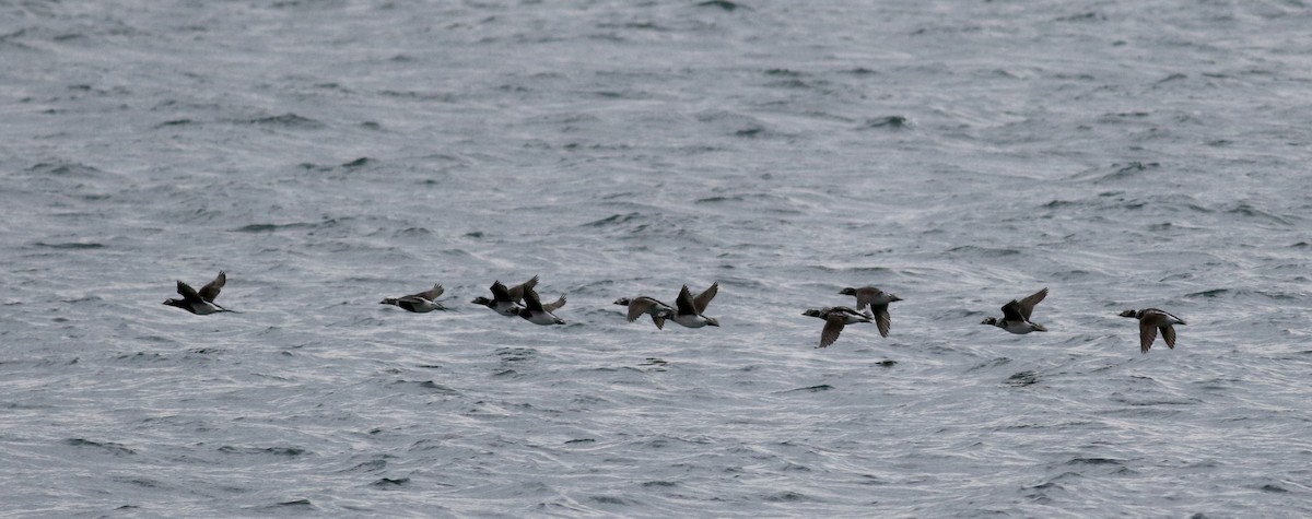 Long-tailed Duck - ML26965781