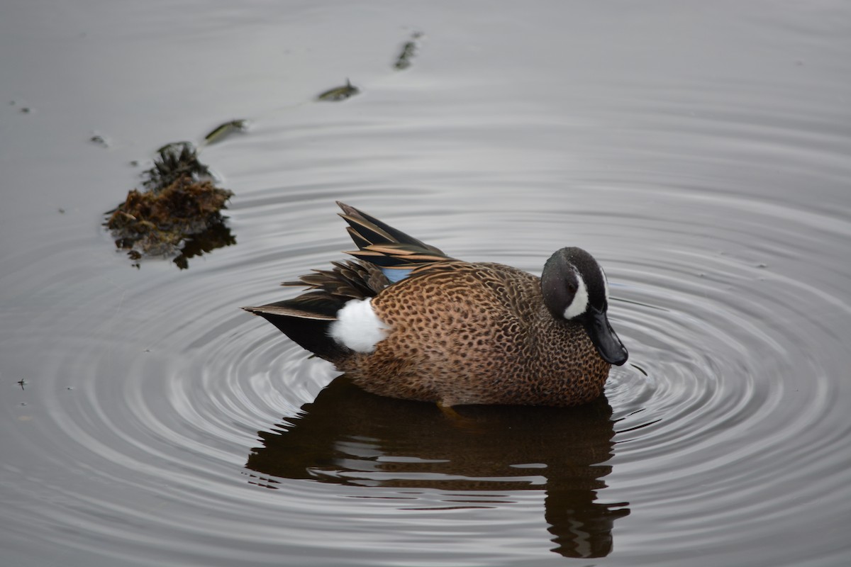 Blue-winged Teal - ML26965821
