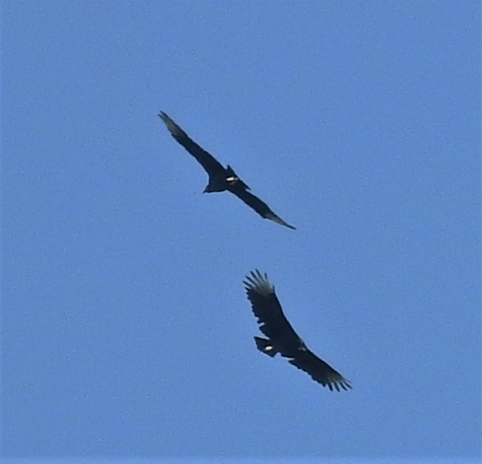 Black Vulture - ML269659001