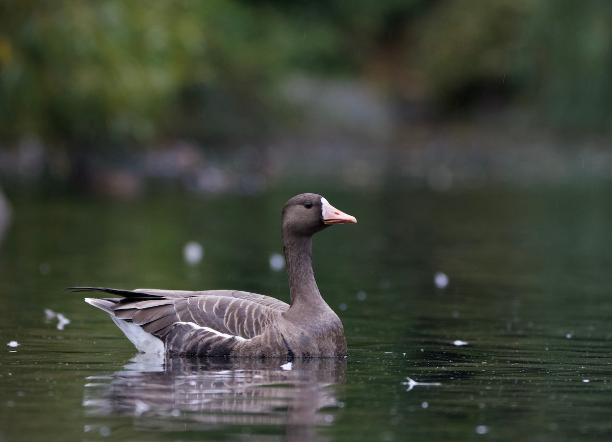 Greater White-fronted Goose - Liam Ragan