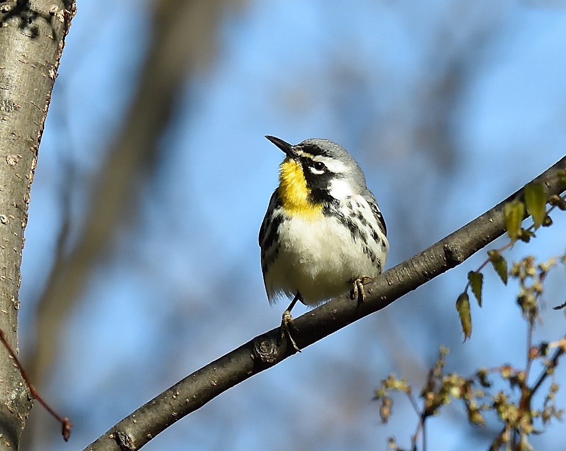 Yellow-throated Warbler - Cesar Castillo